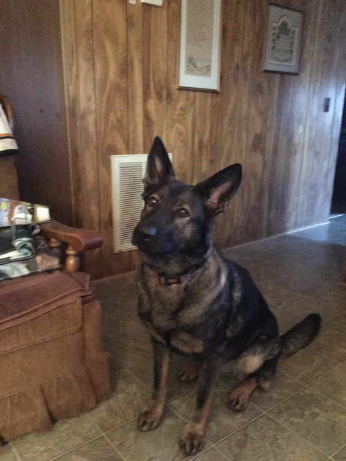 Fenya vom Vogelbergblick