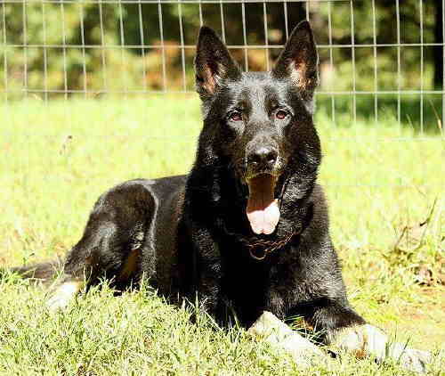 Balto van Cootplein, IPO3