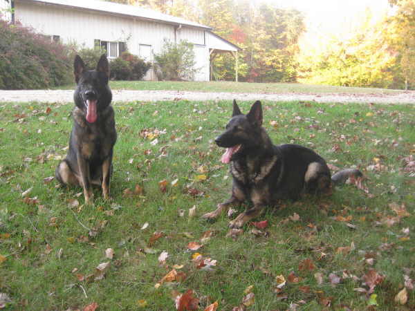 Hindi and Grimm Relaxing